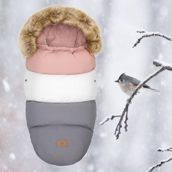 Chancelière trois couleurs et petit oiseau sur une branche